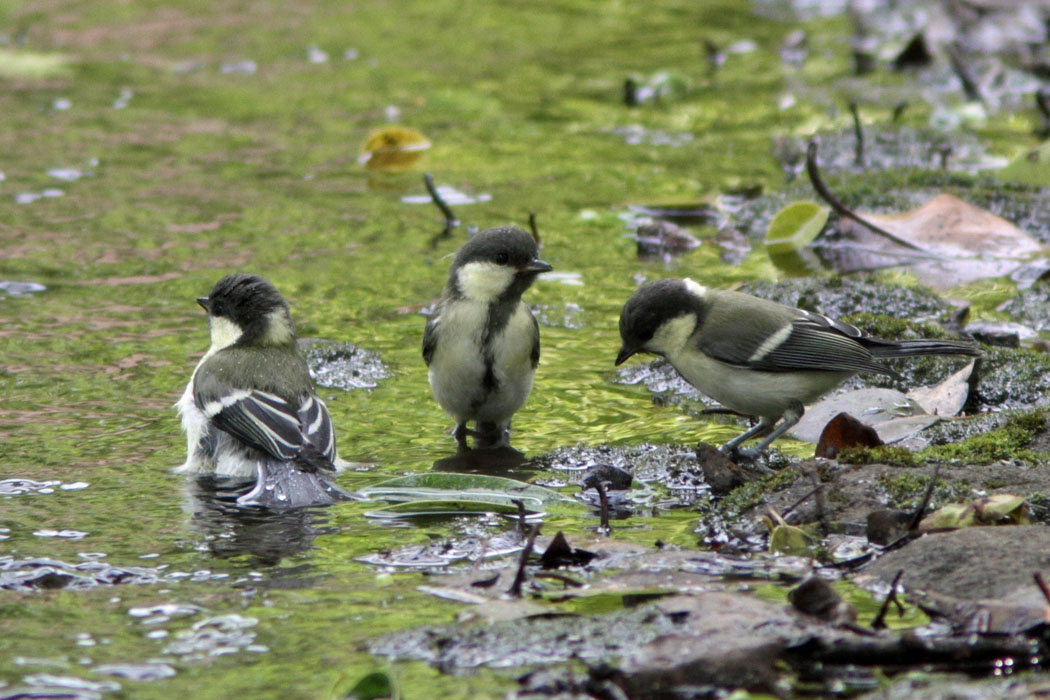 相模原公園の水場にはシジュウカラの若鳥がいーぱい集まっていました　みんな元気で成長してくれよ！って言ってあげたくなりました